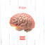 Anatomy of a Mind