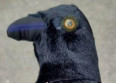 Mylène Farmer : la peluche corbeau devient virale